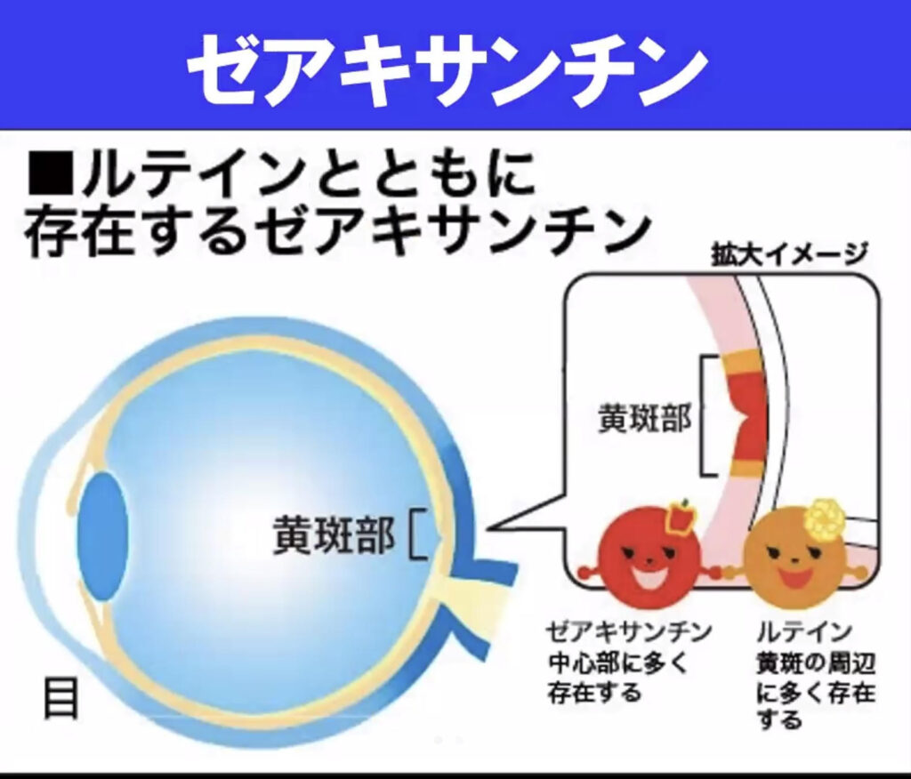 ゼアキサンチンとルテインは目に必要