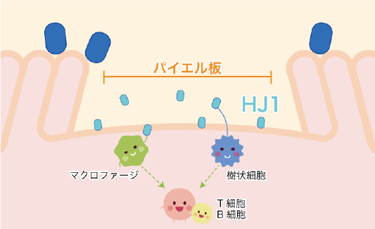 乳酸菌は粒が小さいほど体に入る説明