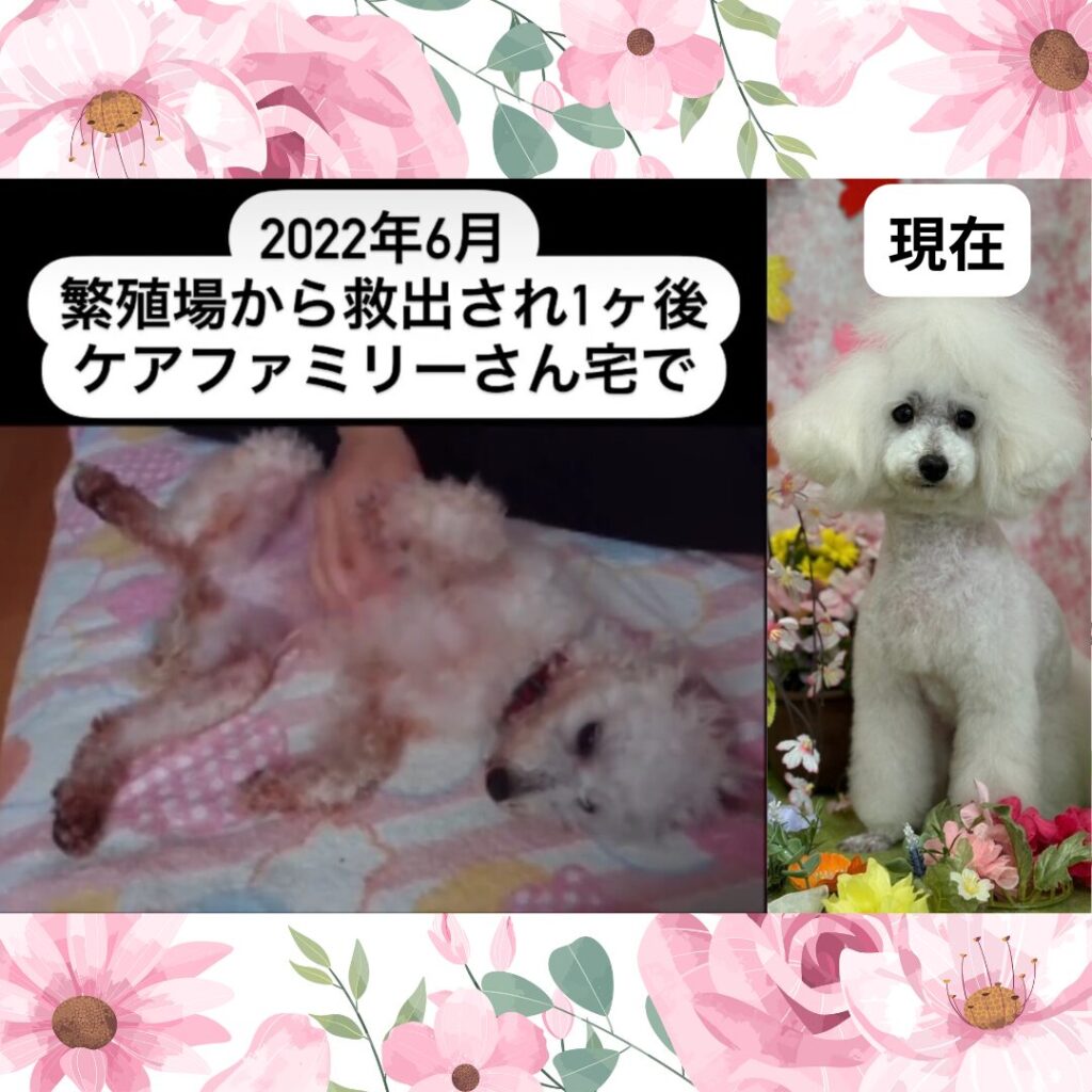 保護犬ココちゃんの変化