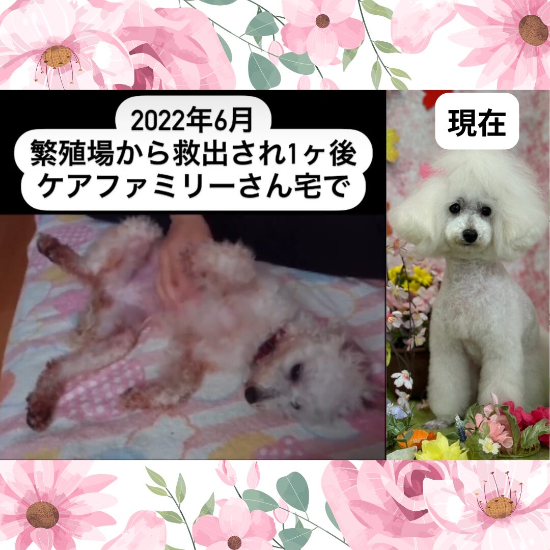 保護犬ココちゃんの変化