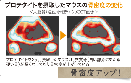 マウスをの骨の密度が増えた説明写真
