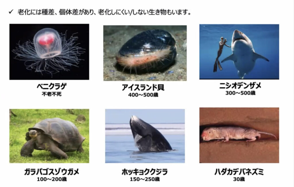 くらげ、くじら、さめ、ぞうがめ、